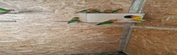 Lovebirds birds for sale: ✨️🦜Beautiful Fischer's Lovebird for Sale! 🦜✨ in Saint Helens - Advert 9