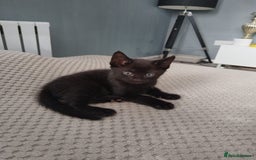 Mixed Breed cats for sale: Wonderful black male kitten - Image 3