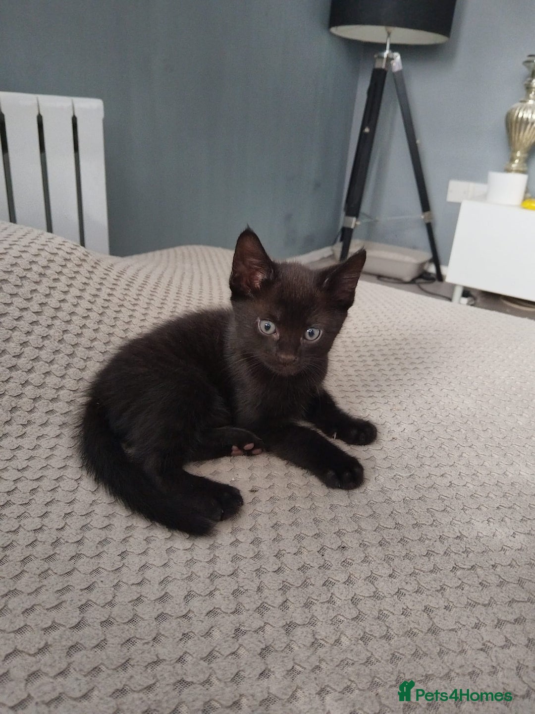Mixed Breed cats for sale: Wonderful black male kitten - Image 3
