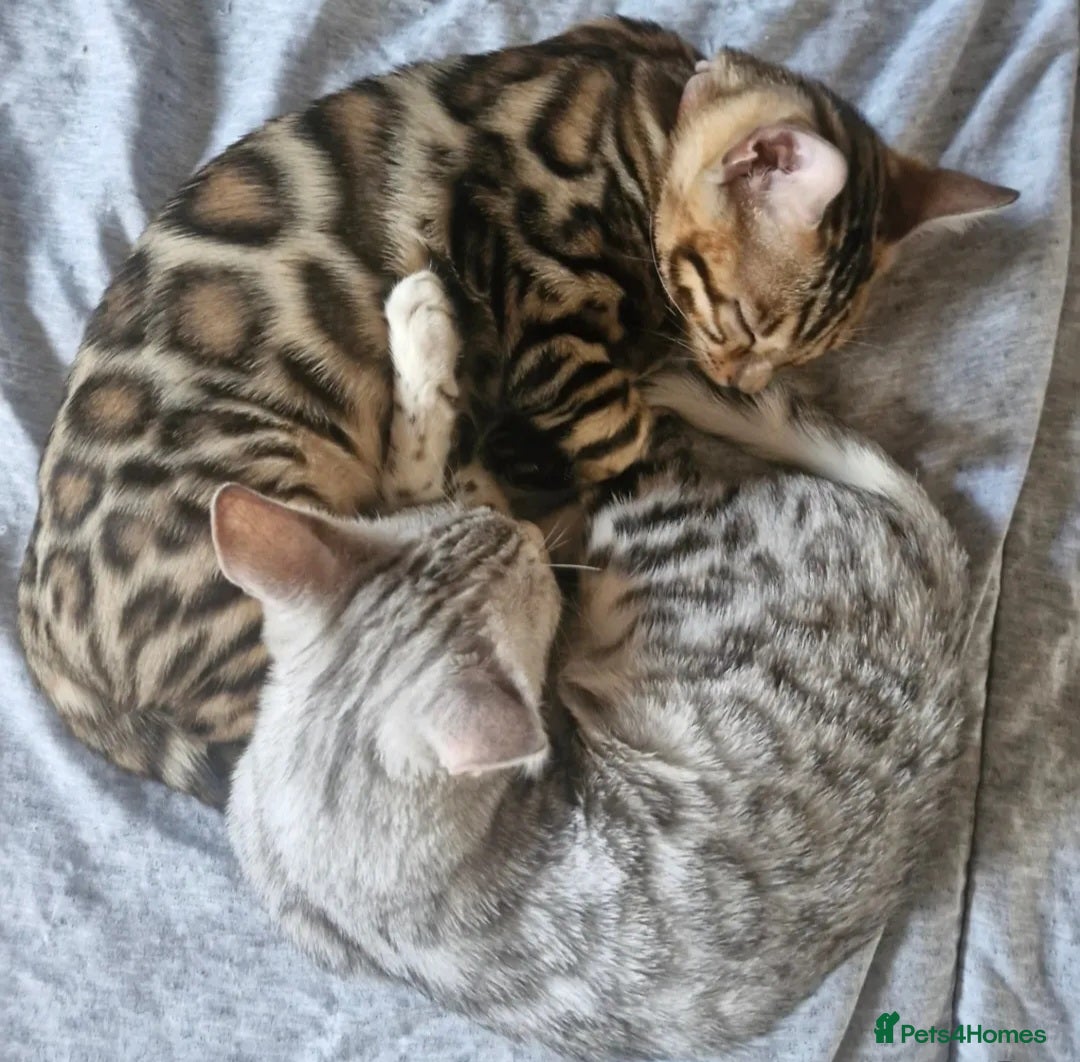 Bengal cats for sale: Rare 💎Silver💎 female bengal Active TICA reg - Advert 6