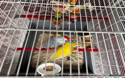 Budgerigars birds for sale: Yellow and Blue Budgerigars  - Image 6