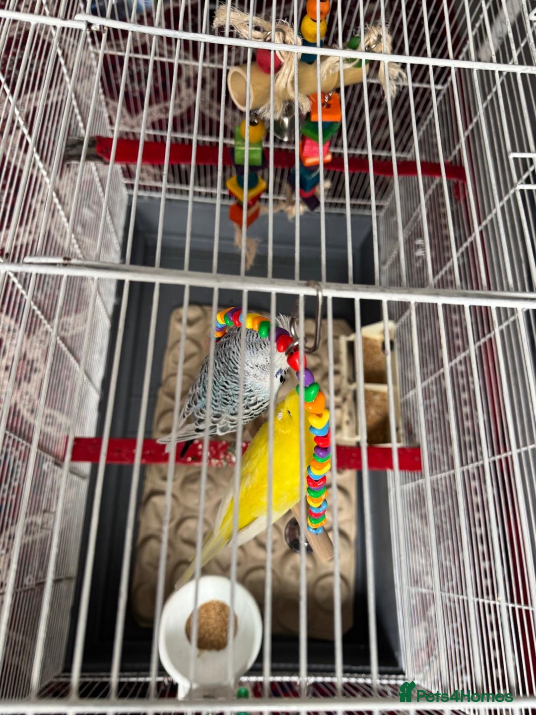 Budgerigars birds for sale: Yellow and Blue Budgerigars  - Image 6