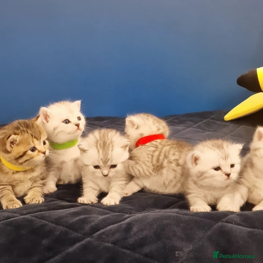 British Shorthair cats for sale: 🩵💙💜Amasing British Shorthair Kittens🧡💚💙 - Advert 9