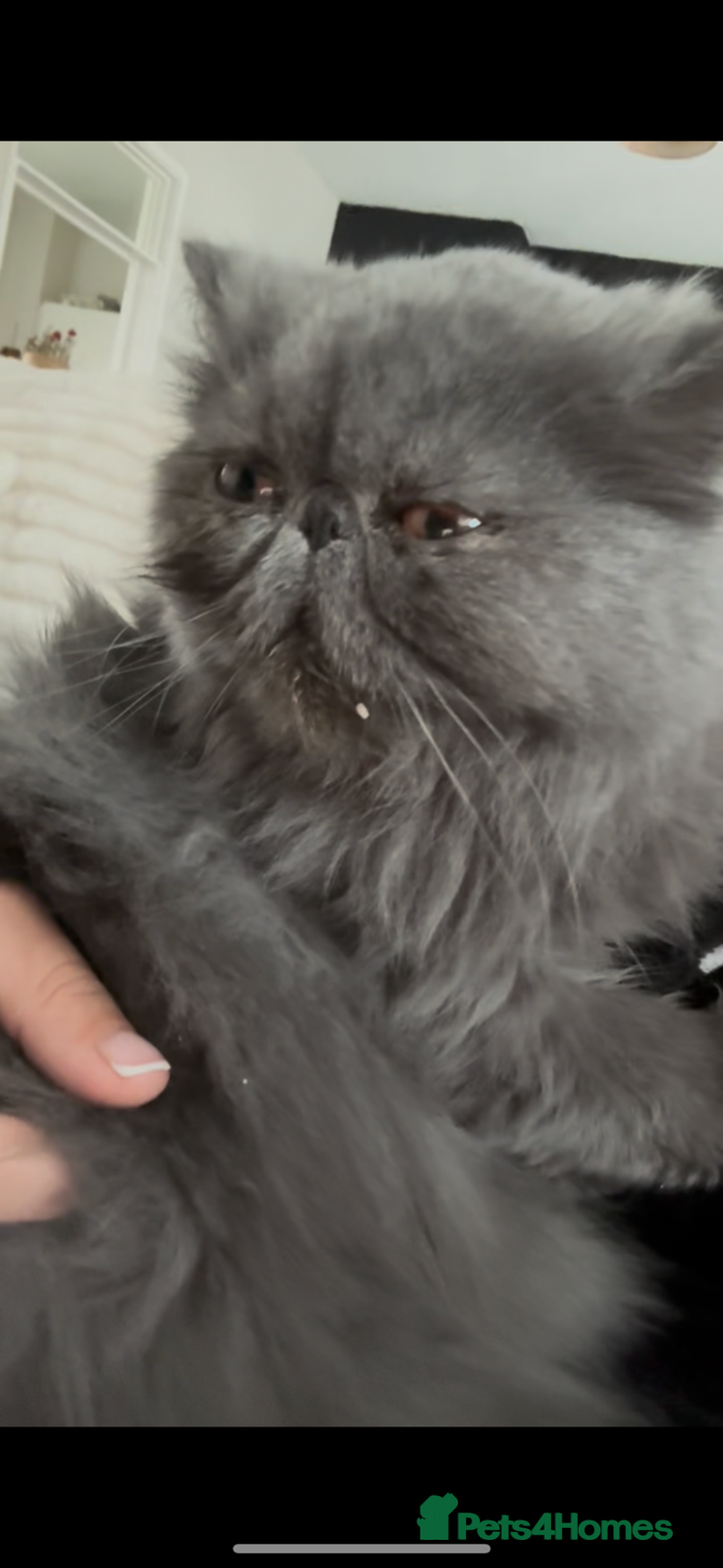 Persian cats for sale: ✨Blue female Persian GCCF✨ - Advert 2