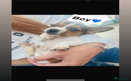 Jack Russell dogs for sale: Gorgeous miniature Jack Russells - Image 5