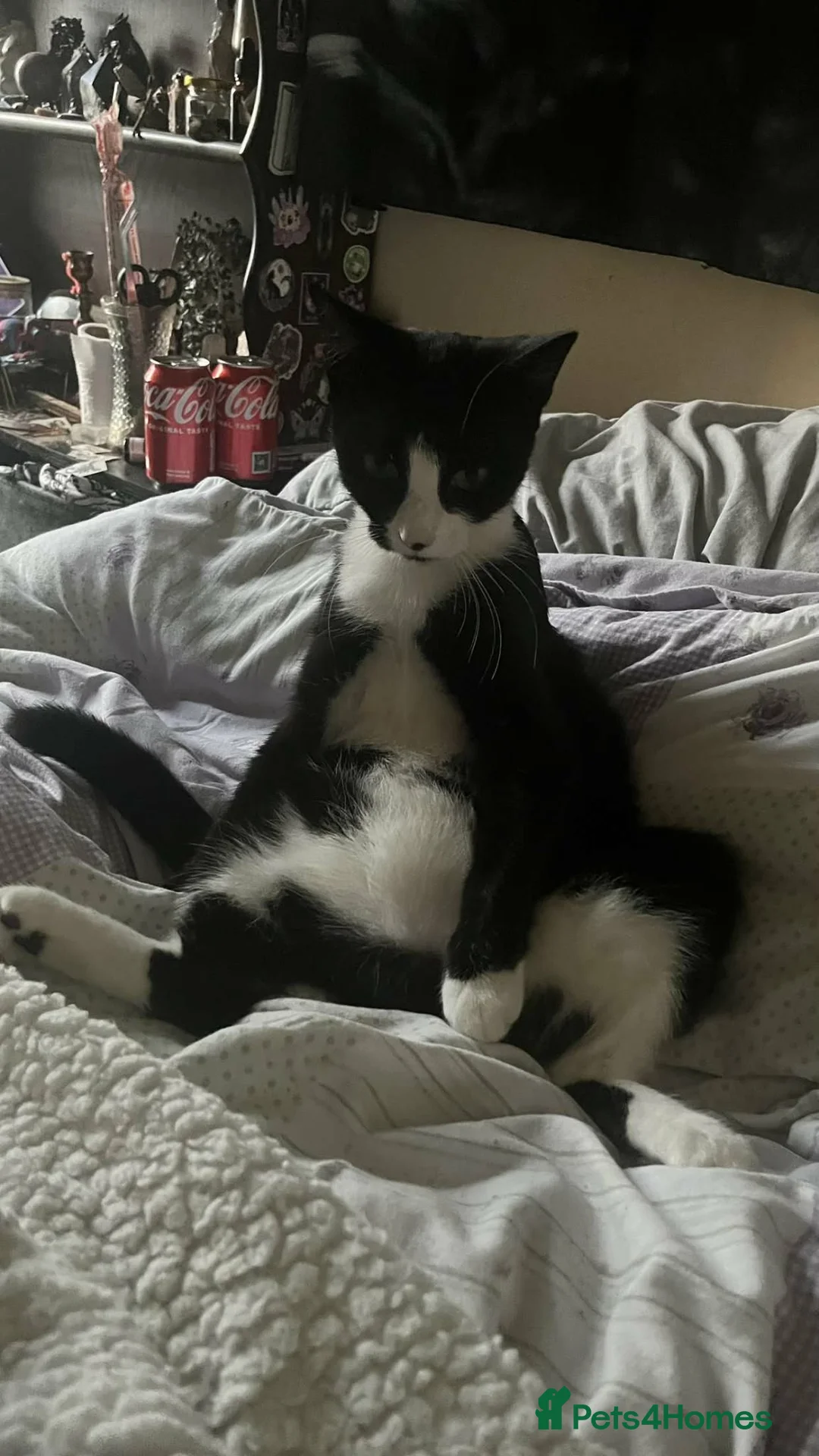 Mixed Breed cats for sale: Loving girl looking for forever home - Advert 2