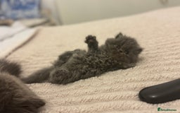 Persian cats for sale: GCCF SOLID BLUE PERSIAN PRINCESSES  - Image 2