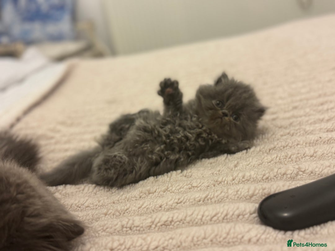 Persian cats for sale: GCCF SOLID BLUE PERSIAN PRINCESSES  - Image 2