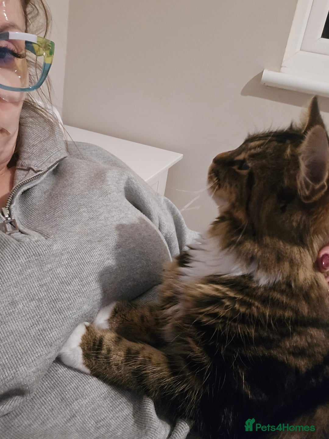 Mixed Breed cats for sale: Stunning long haired brown tabby - Advert 3