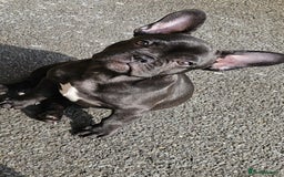 French Bulldog dogs for sale: 8 month old French Bulldog! - Image 9