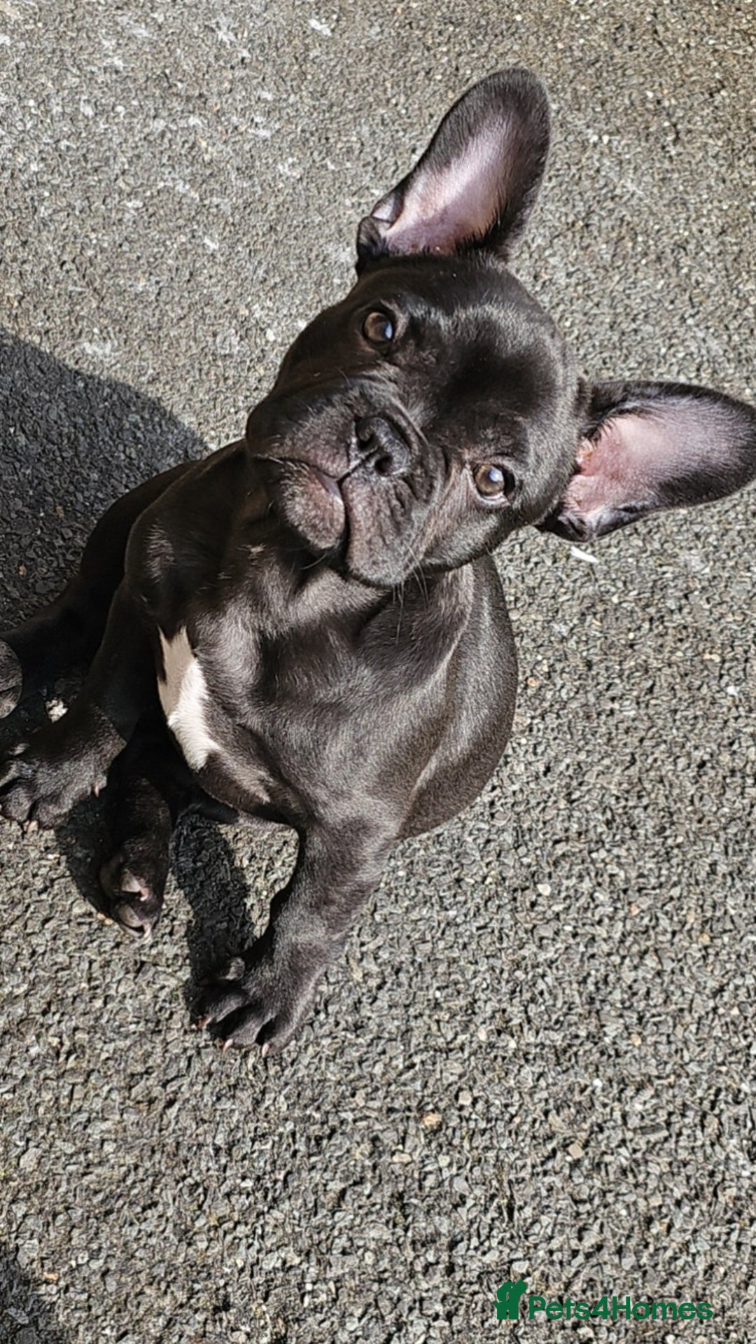 French Bulldog dogs for sale: 8 month old French Bulldog! - Image 9