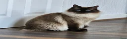 Ragdoll cats for sale: 5 Star licence held, Stunning GCCF reg kittens  - Advert 5