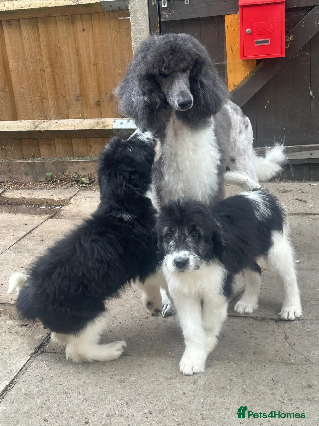 Mixed Breed dogs for sale:  bernedoodles - Advert 2
