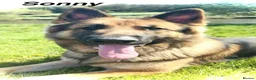 German Shepherd dogs for sale: German Shepherd Puppies  in Doncaster - Advert 18