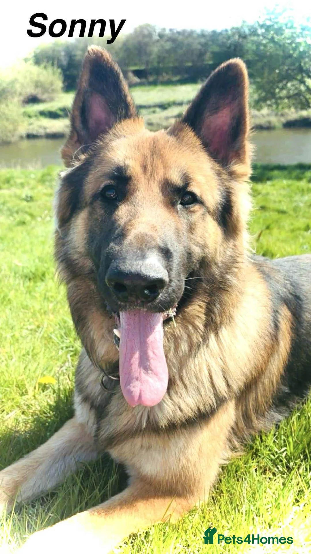 German Shepherd dogs for sale: German Shepherd Puppies  in Doncaster - Advert 18