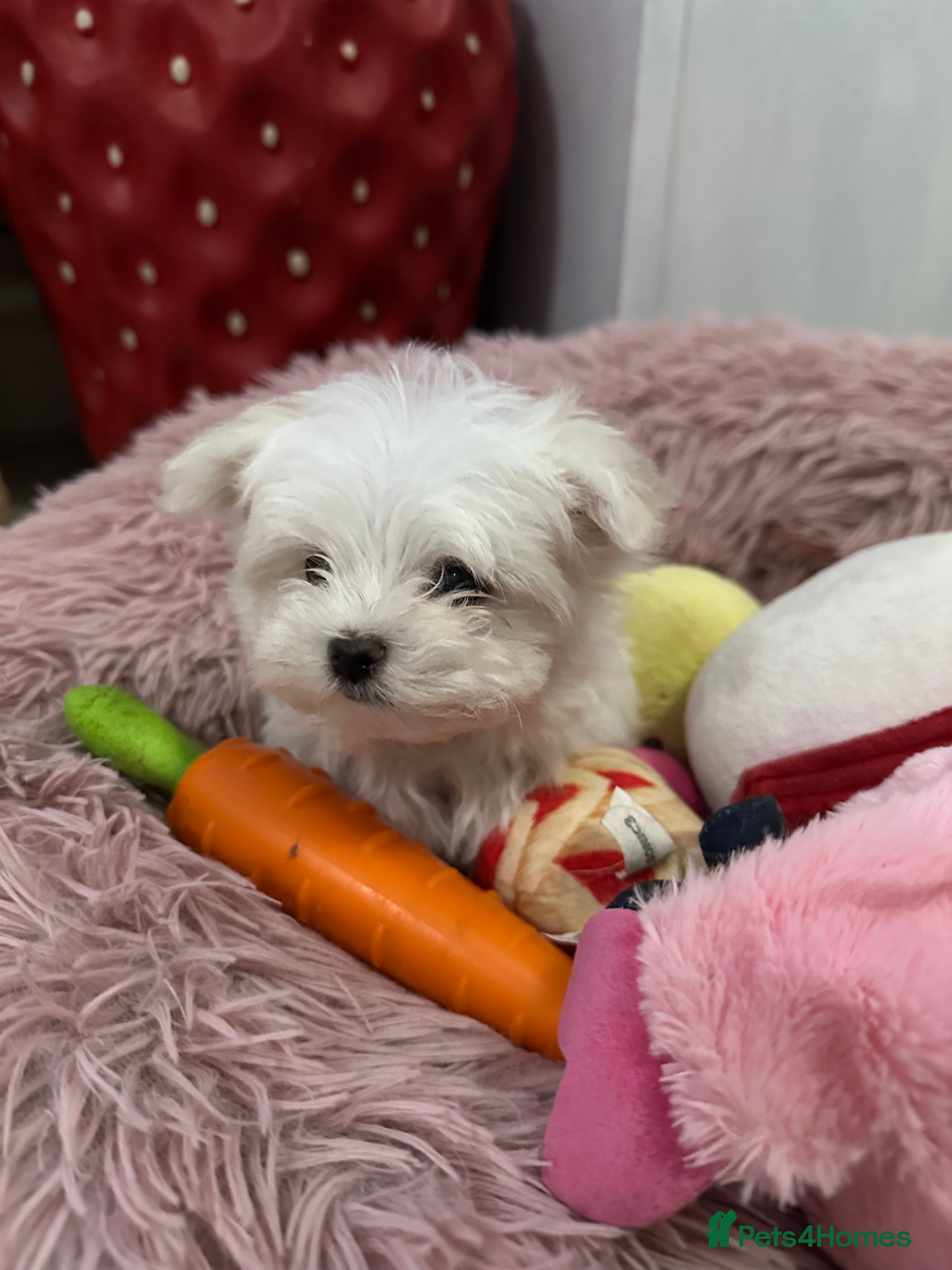 Maltese dogs Tiny Maltese boy puppy Ready now!! - Advert 4