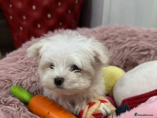 Maltese dogs Tiny Maltese boy puppy Ready now!! - Advert 4