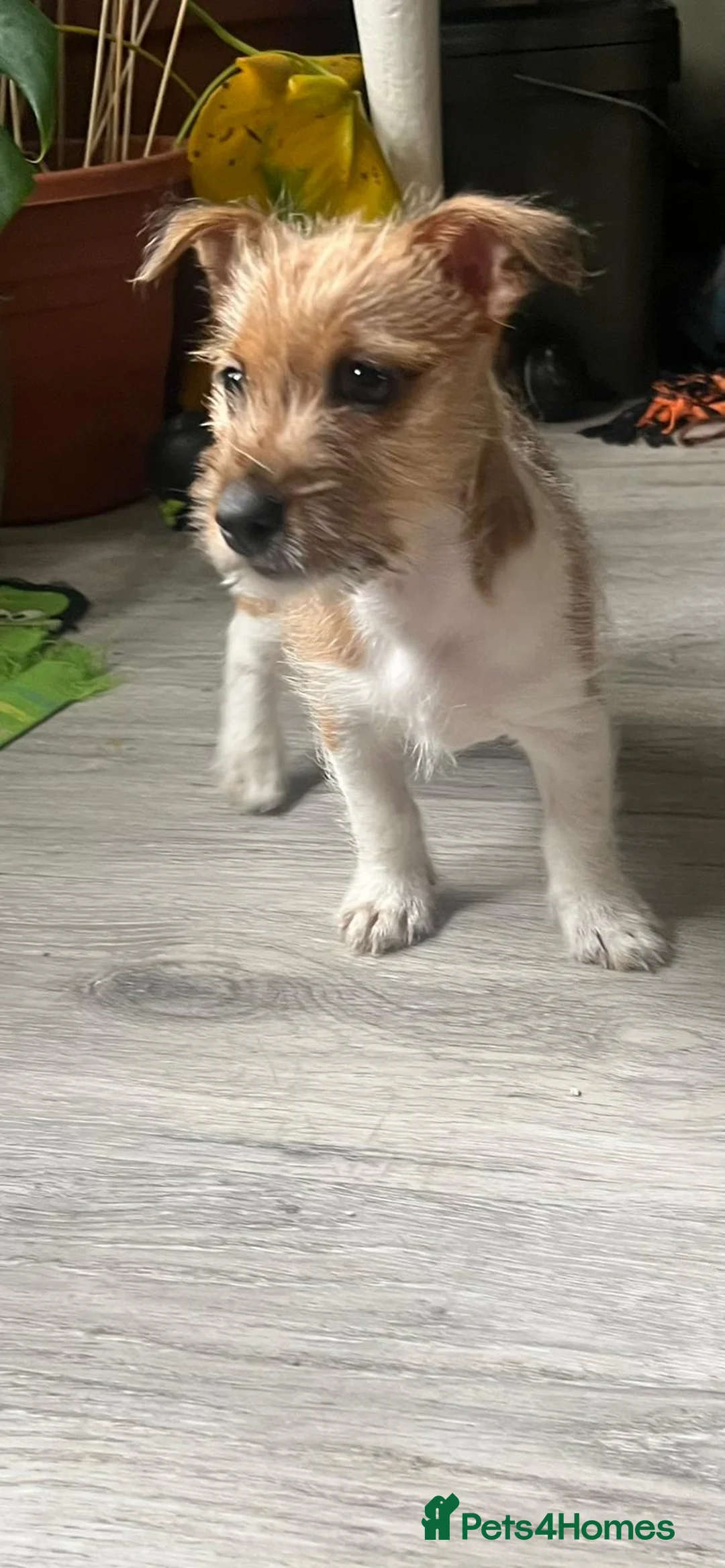 Jack Russell dogs for sale: 1 Female Jack Russell Pup in Liverpool - Advert 7