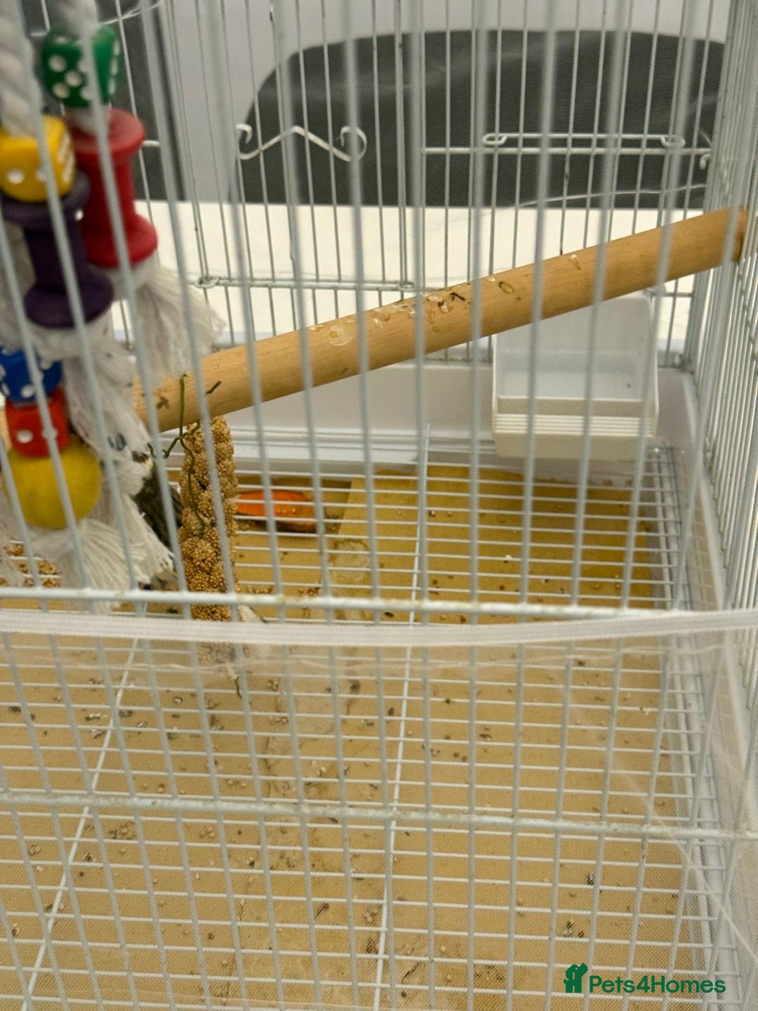 Finches birds for sale: Male Goldfinch for Sale – £100 (includes cage) - Advert 5