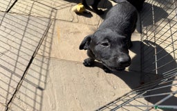 Labrador Retriever dogs for sale: Stunning black Labrador puppies  - Image 14