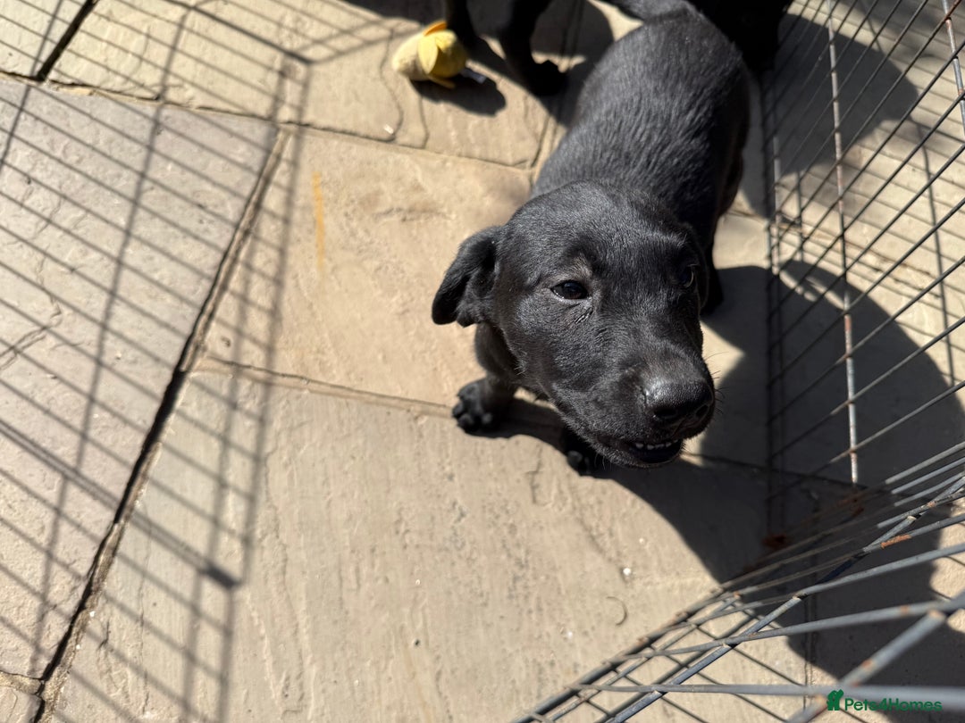 Labrador Retriever dogs for sale: Stunning black Labrador puppies  - Image 14