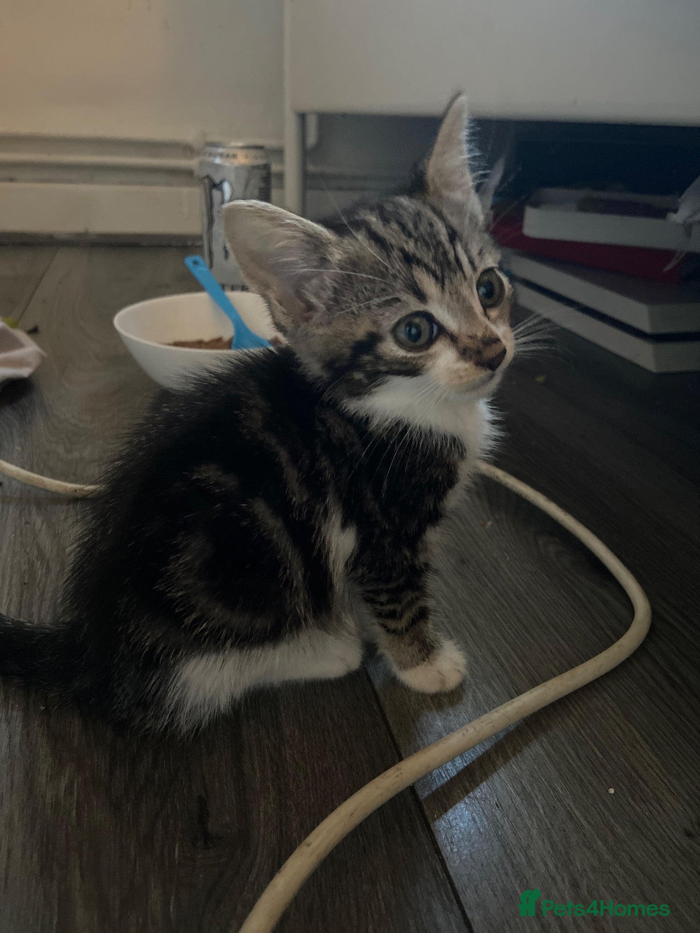 Mixed Breed cats Selling Two beautiful kittens  - Advert 1