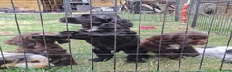 Cocker Spaniel dogs for sale: Kc registered playful show cocker spaniel - Advert 7
