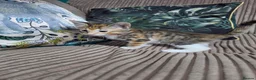 Bengal cats for sale: Bengal X DLH kittens  - Advert 23