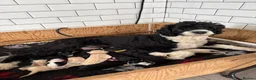 Portuguese Water Dog dogs for sale: Female PWD puppy available - Advert 1