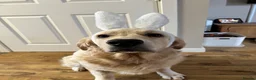 Golden Retriever dogs for sale: Male golden retriever - Advert 7