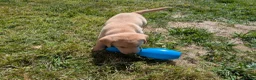 Labrador Retriever dogs for sale: Beautiful, happy Labrador puppies in Ledbury - Advert 4