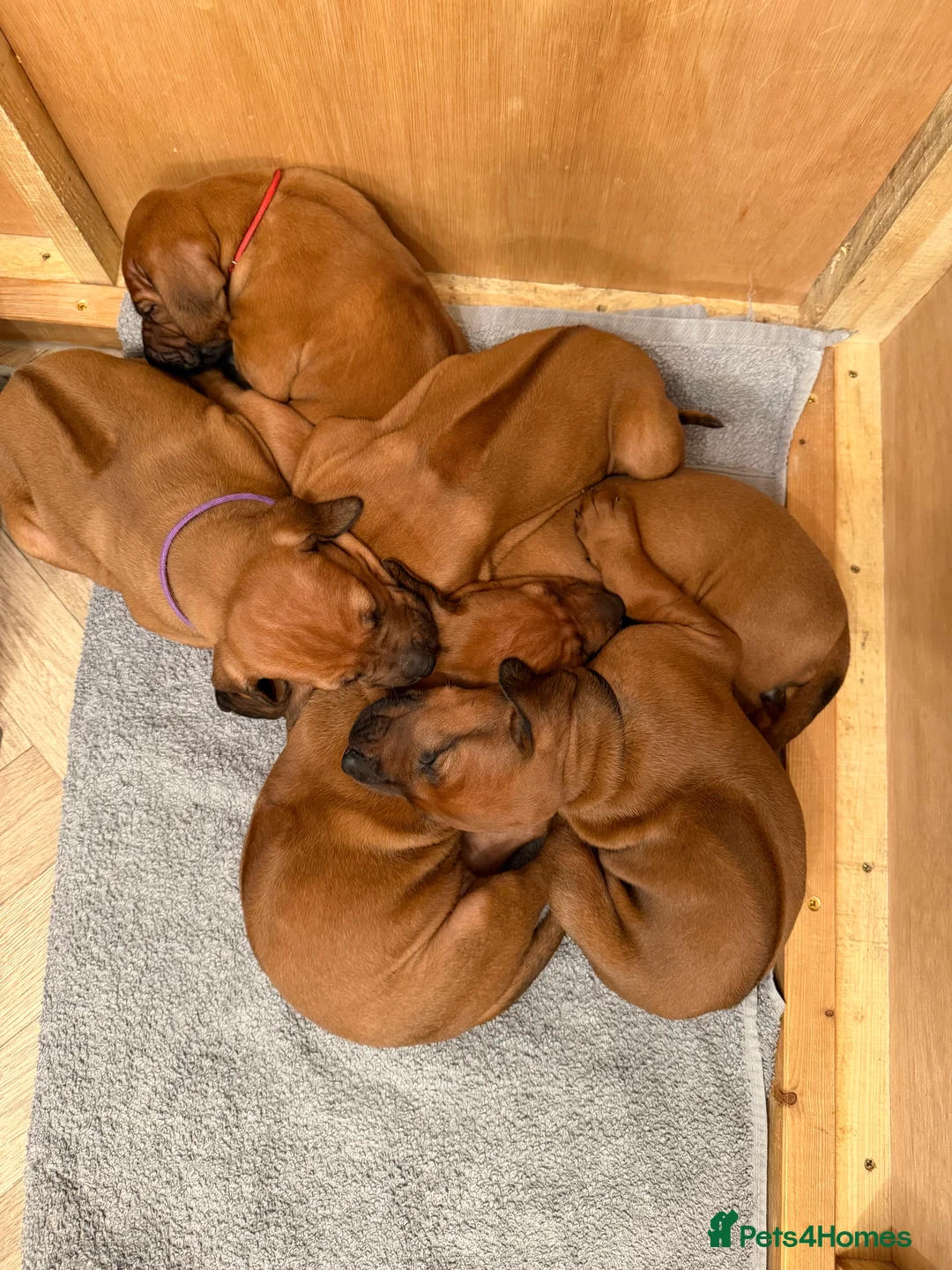 Rhodesian Ridgeback dogs for sale: Rhodesian Ridgeback Puppies For Sale - Advert 6