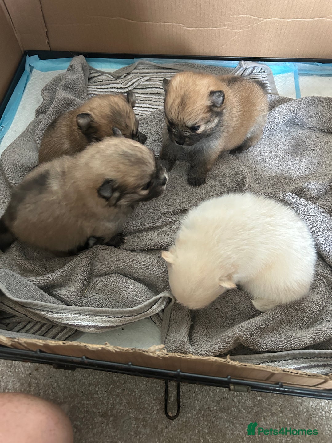 Pomeranian dogs for sale: Ready now***tiny teddy faced Pomeranian baby’s.  - Advert 2