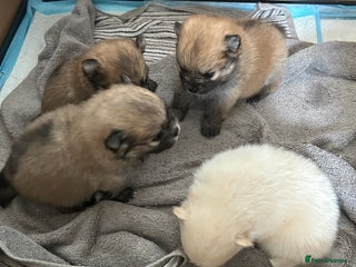 Pomeranian dogs - Advert 8