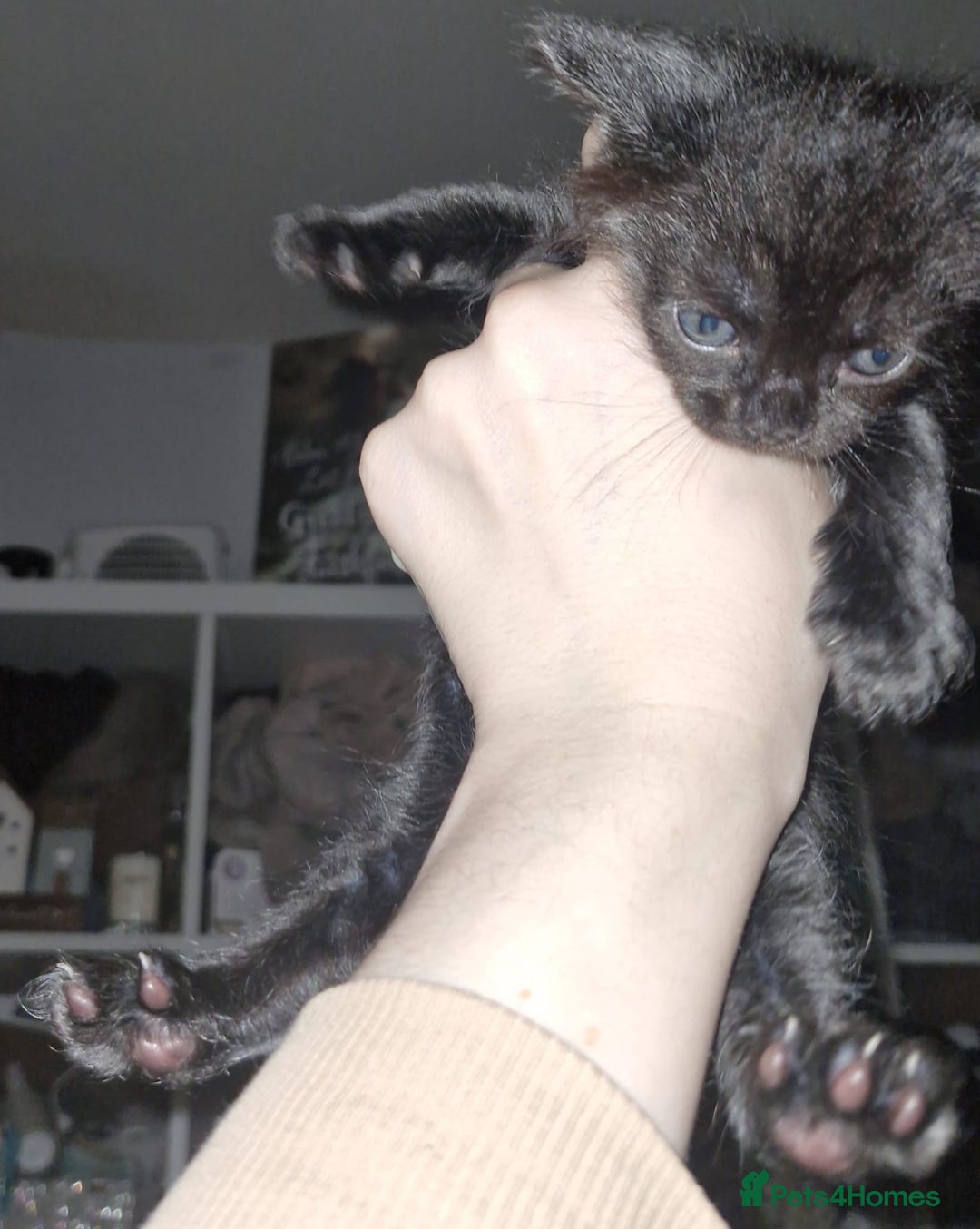 Mixed Breed cats for sale: Purrfect Rare Elf Eared Fur Babies Ready - Advert 9