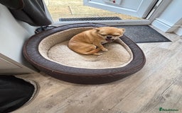 Chihuahua dogs for sale: Chihuahua  - Image 12