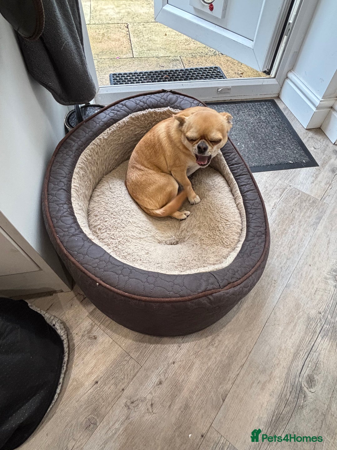 Chihuahua dogs for sale: Chihuahua  - Image 12
