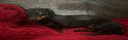 Miniature Dachshund dogs for sale: In need of rehoming I’m spooky - Advert 1