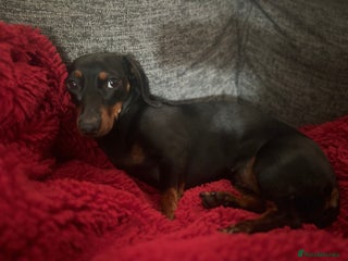 Miniature Dachshund dogs In need of rehoming I’m spooky - Advert 1
