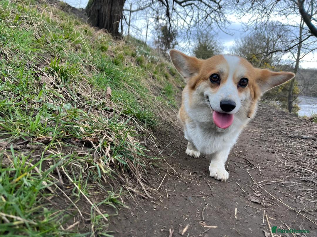 Welsh Corgi Pembroke dogs for sale: KC Welsh Pembrokeshire Corgi puppies  - Advert 9
