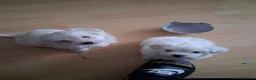 Bichon Frise dogs for sale: 2 Puppy Bichon Frise - Advert 11