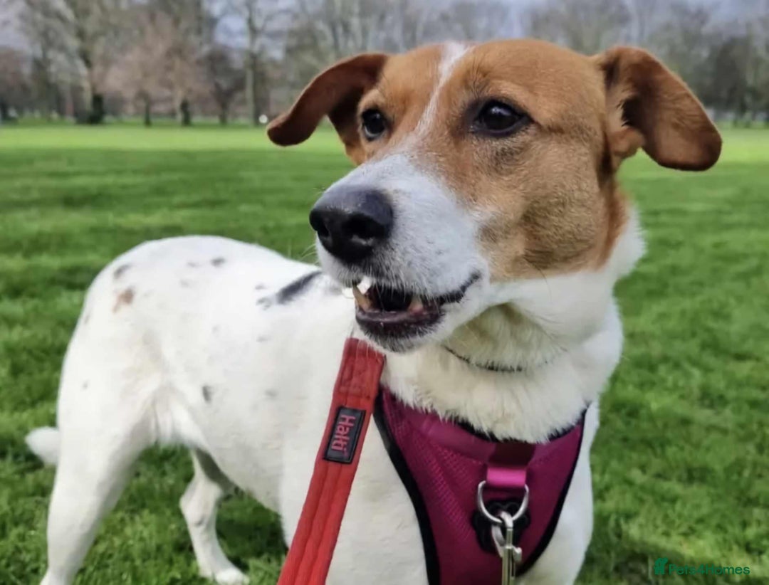 Mixed Breed dogs for adoption: Stevie, female, for foster or adoption - Image 4