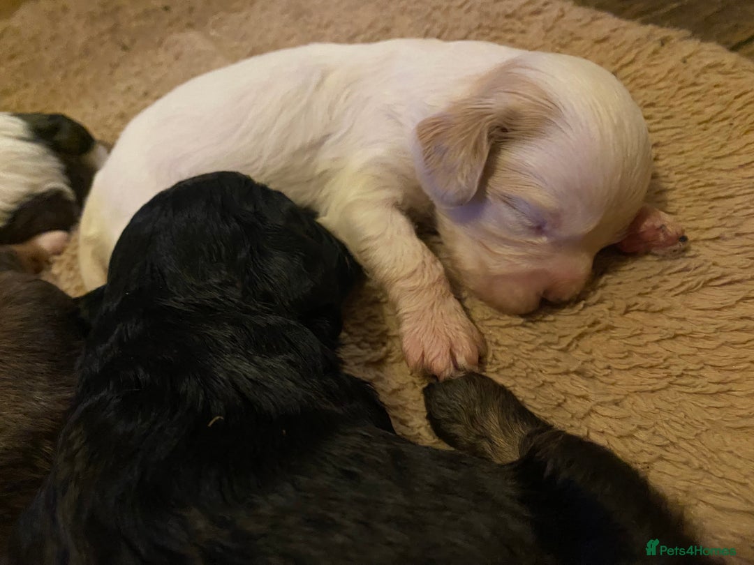 Toy Poodle dogs for stud: Stunning Sable Phantom Parti Toy Stud, DNA Tested in Market Drayton - Image 10