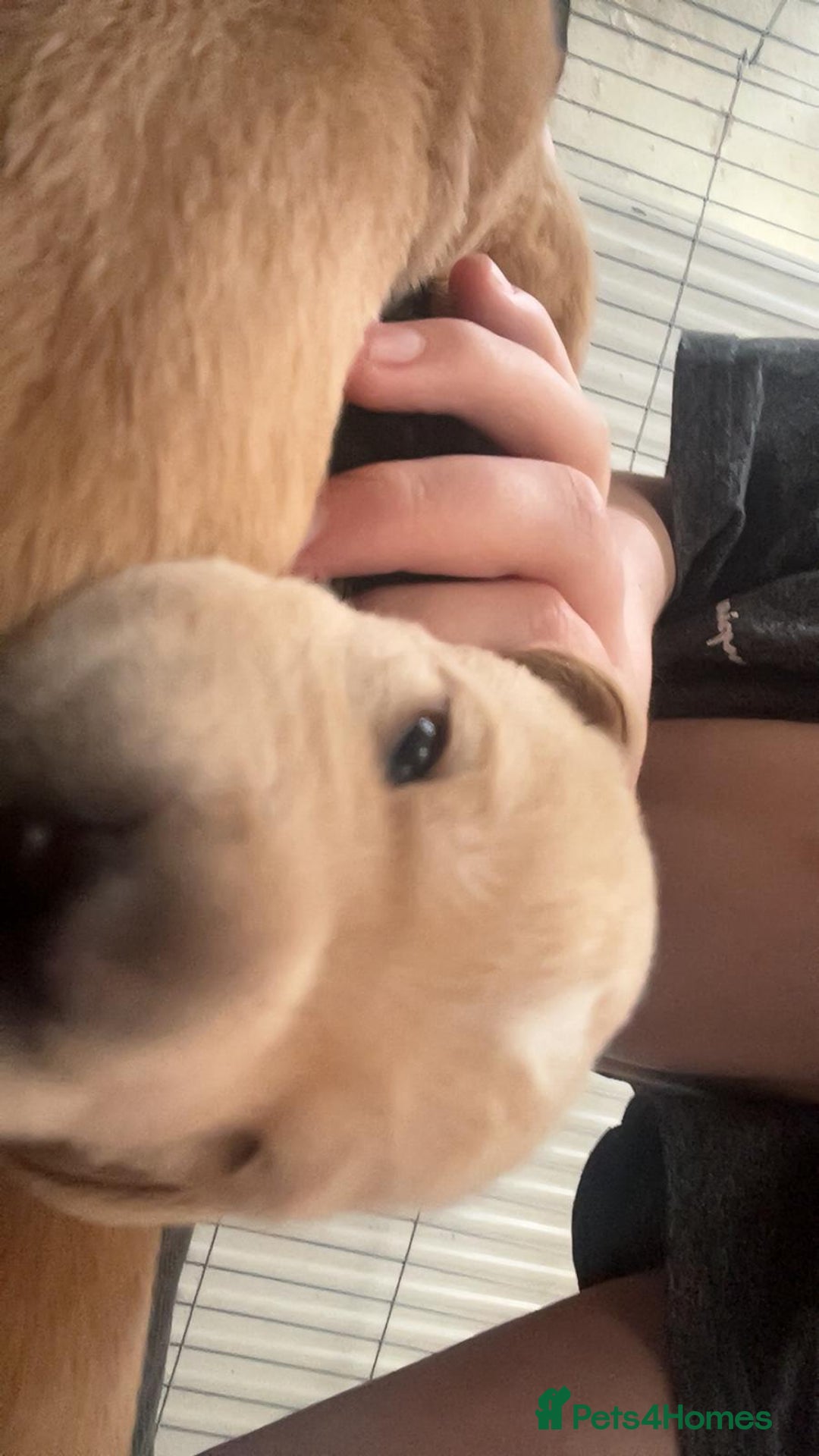 Mixed Breed dogs for sale: SHAR PEI CROSS LABDOODLE CROSS SPROCKER PUPS - Image 8