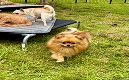 Pomeranian dogs for adoption: Dior - Dior’s Story – A Little Life Saved - Image 2