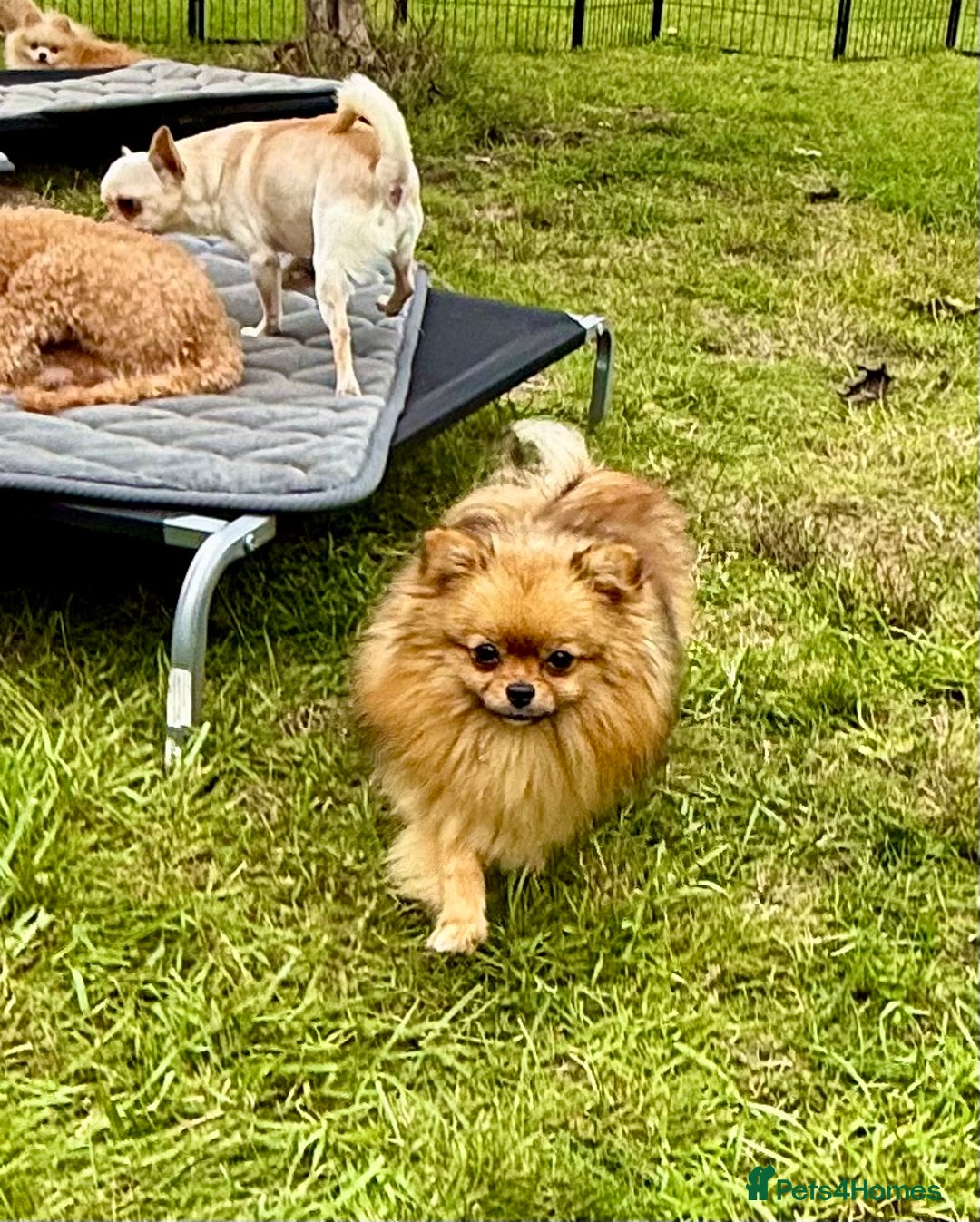 Pomeranian dogs for adoption: Dior - Dior’s Story – A Little Life Saved - Image 2