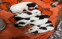 English Springer Spaniel dogs for sale: Springer spaniels for sale  - Image 3