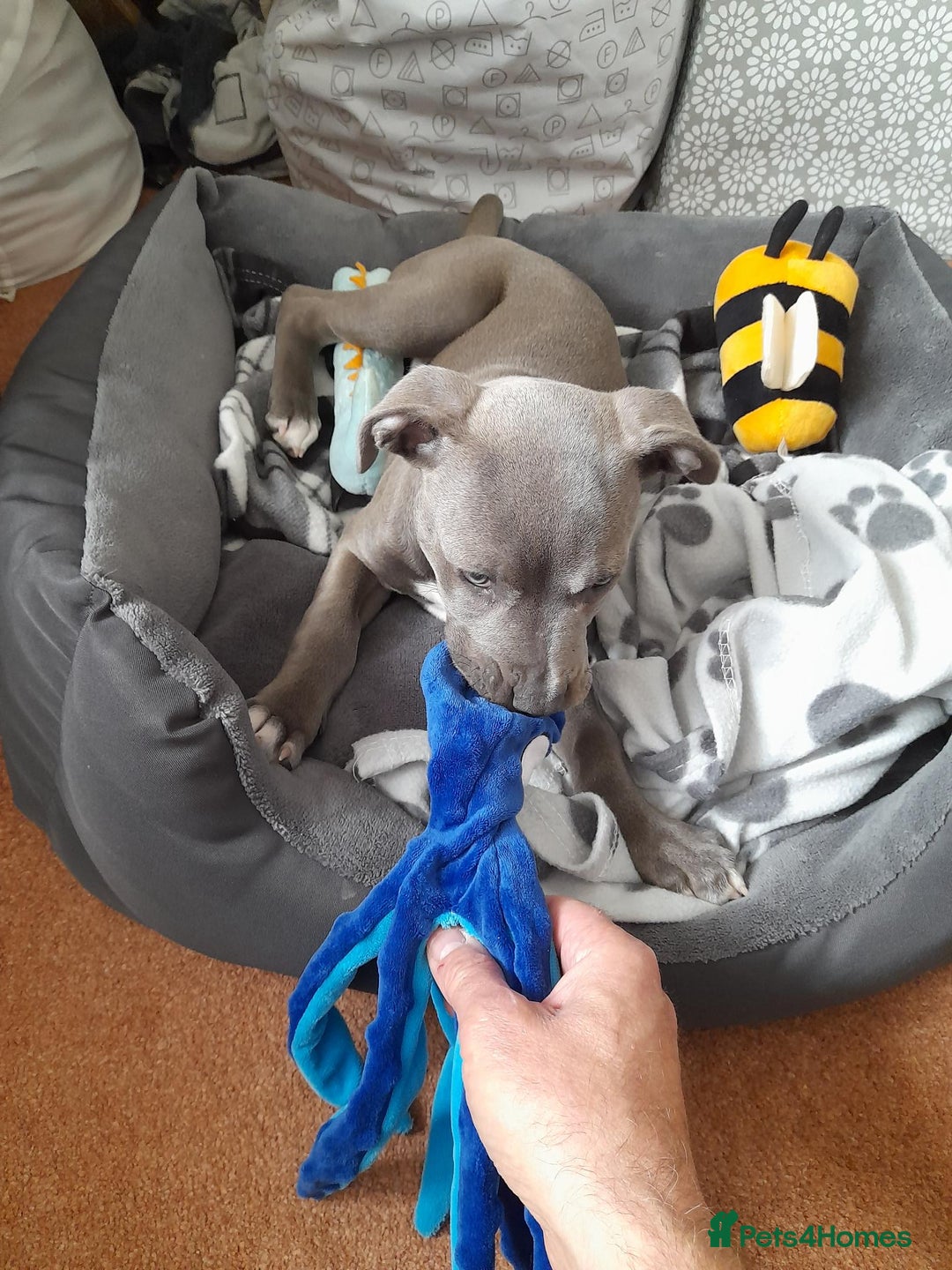 Mixed Breed dogs for sale: Blue Staffy Cross - Image 2