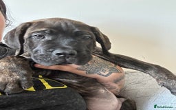 Cane Corso dogs for sale: BROWN BRIDLES chunky canecorso puppies - Image 11