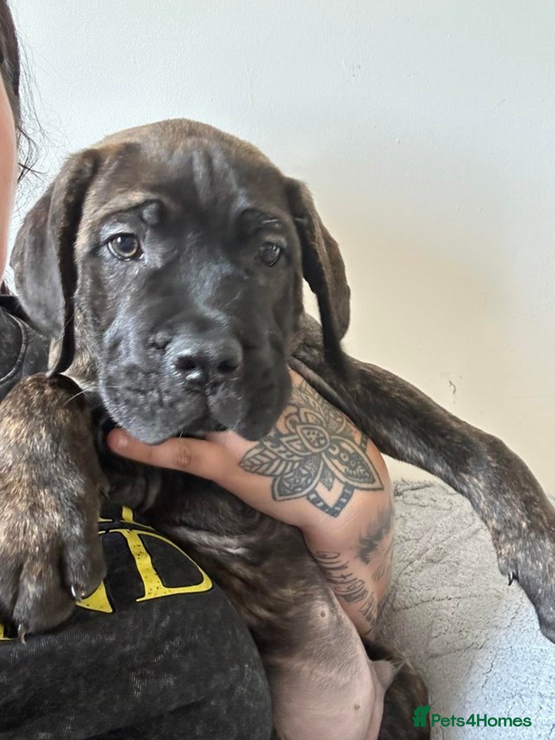 Cane Corso dogs for sale: BROWN BRIDLES chunky canecorso puppies - Image 11